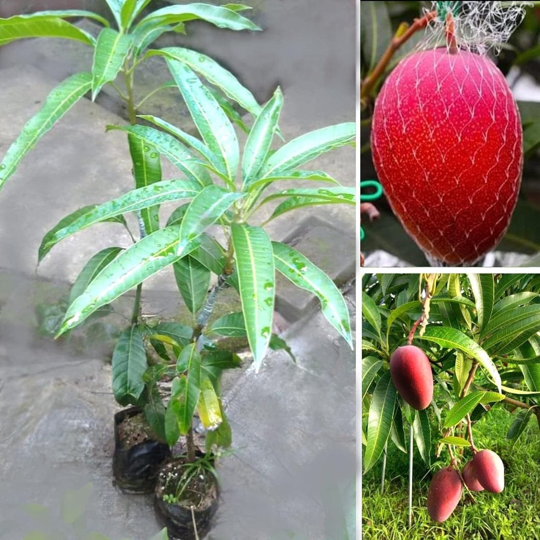 Miyazaki Mango Plant